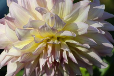 Doğal arkaplan için kremalı, taze yıldız çiçeği.