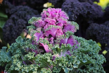 Bir sonbahar botanik bahçesinde süslü kırmızı lahana yapraklarının (Kale Nagoya Red) yakın çekimi