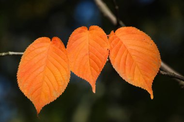 Üç portakal kayın yaprağı bir dalda. Sonbahar botanik bahçesi
