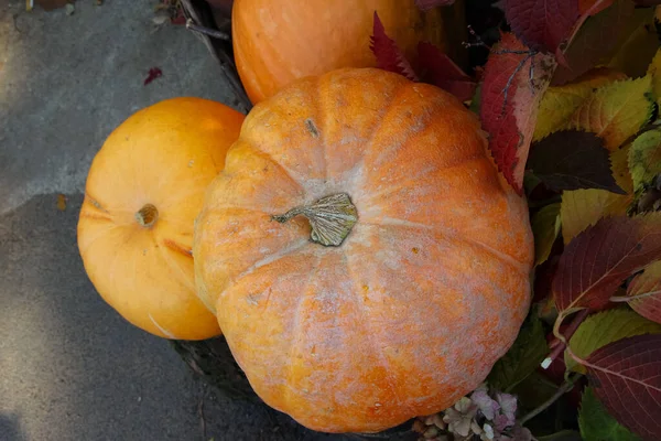 Bumpy Gourd Pumpkin Ground — Stock Photo, Image