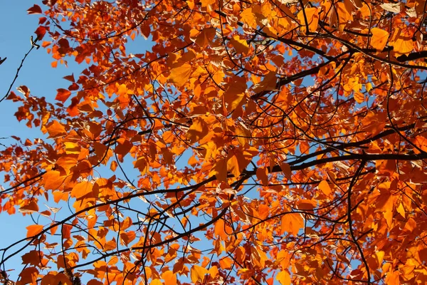 Autumn Bright Orange Maple Leaves Background Drummondii Maple Lat Acer — Stock Photo, Image