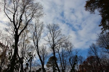 Mavi gökyüzüne karşı taçlandırılmış yapraksız ağacın alt manzarası