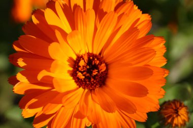 Botanik bahçesindeki Calendula çiçeğinin ön resmi