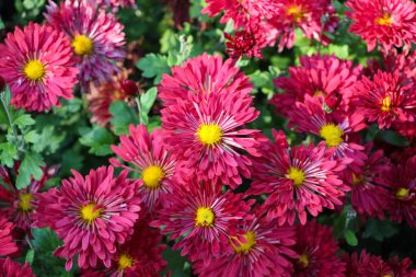 Sonbahar botanik bahçesinde Burgundy asters
