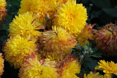 Sarı fondan sarı fındık çiçekleri ön tarafta.