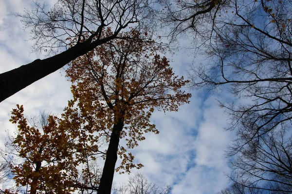 공원의 하늘을 배경으로 잎없는 나무와 — 스톡 사진