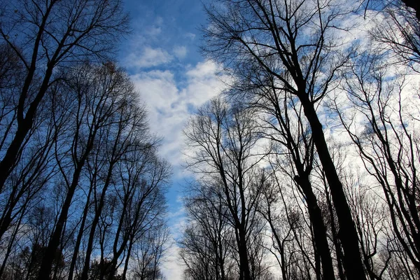 잎없는 나무가 하늘을 — 스톡 사진