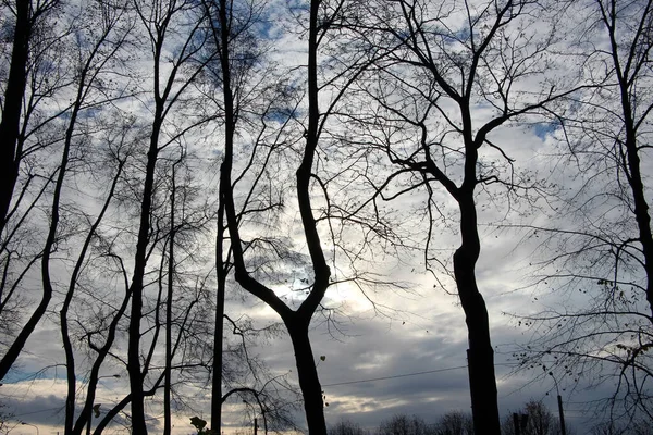 가을에 구름낀 배경에 피콜로 레크검은 실루엣 나무들 — 스톡 사진