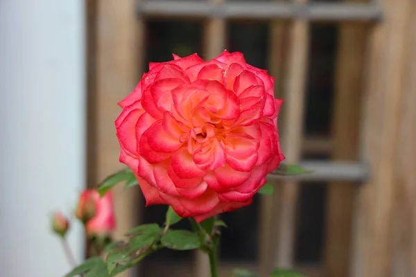 Közelkép Egy Rózsaszín Rózsa Sötét Zöld Háttér — Stock Fotó