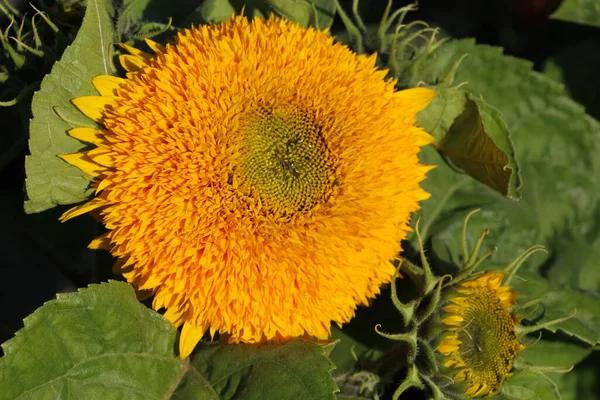 Передня Верхня Фотографія Декоративного Соняшника Осінньому Саду — стокове фото