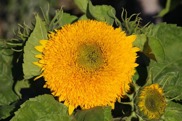 Front Top Photo Decorative Sunflower Autumn Garden — Stock Photo, Image