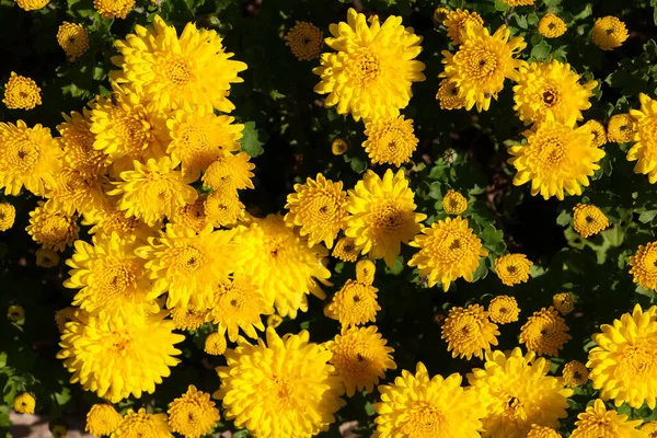 Sarı Fondan Sarı Fındık Çiçekleri Tarafta — Stok fotoğraf