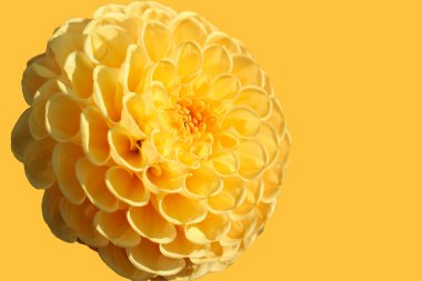 Sarı arkaplanda izole edilmiş sarı yıldız çiçeği.