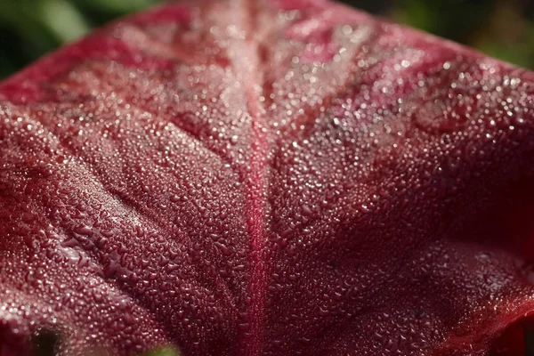 Natural Dark Burgundy Background Texture Macro Photography Dark Burgundy Leaf — Stock Photo, Image