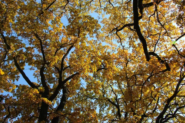 Fundo Outono Ensolarado Com Carvalho Amarelo Velho Vista Para Cima — Fotografia de Stock