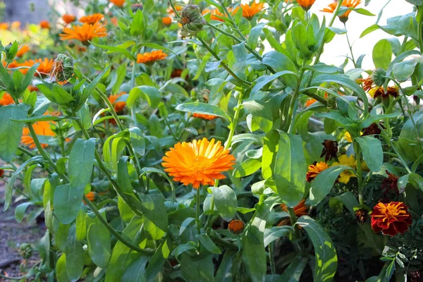 Piękny Kwiat Marigold Fronted Jesiennym Ogrodzie Botanicznym Zbliżenie — Zdjęcie stockowe