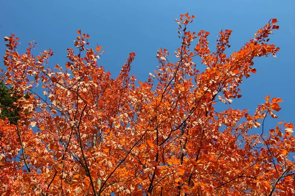 Maple Branches Bright Orange Leaves Blue Sky Drummondii Maple Lat — Stock Photo, Image