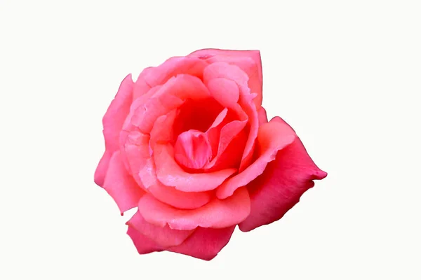 Fotografia Frontal Uma Bela Rosa Rosa Sobre Fundo Branco — Fotografia de Stock
