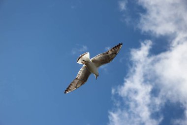 Mavi gökyüzünde uçan bir martıya yakın çekim
