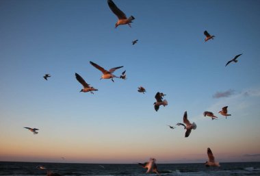 Akşamları denizin üzerinde martıların vahşi yaşam sahnesi