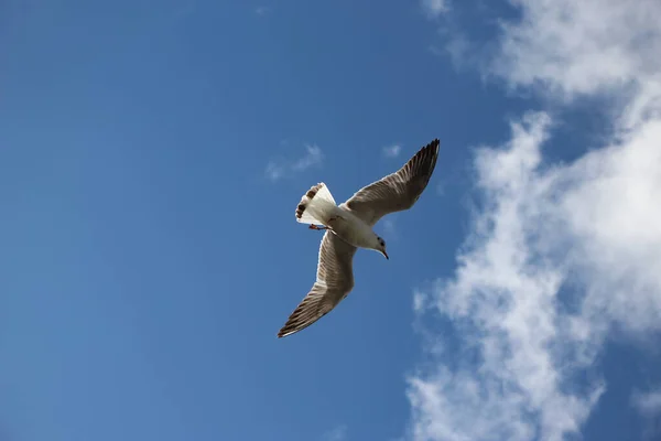 蓝天中一只飞翔的海鸥的特写 — 图库照片