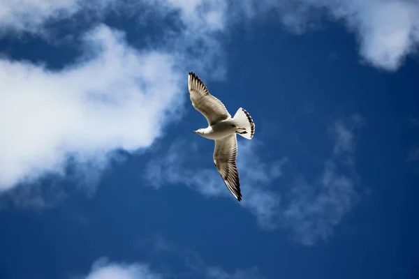 Крупним Планом Літаючий Мартин Блакитному Небі — стокове фото