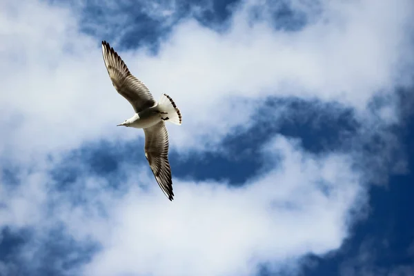Close Flying Gull Blue Sky — Stock Photo, Image