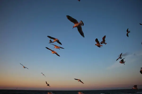 Wildes Leben Mit Möwen Abendhimmel Über Dem Meer — Stockfoto
