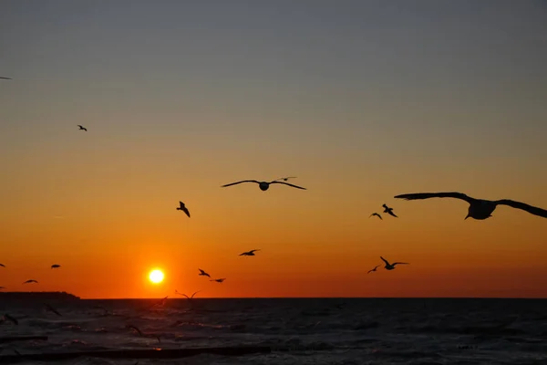 Silhouetten Von Möwen Vor Dem Hintergrund Des Sonnenuntergangs Und Der — Stockfoto