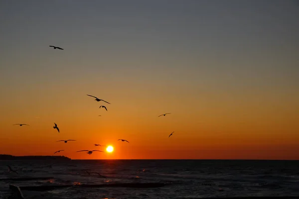 Silhouetten Von Möwen Vor Dem Hintergrund Des Sonnenuntergangs Und Der — Stockfoto