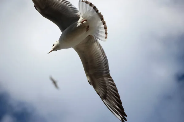 Extremo Primer Plano Una Gaviota Voladora Cielo Azul — Foto de Stock