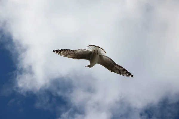 蓝天中一只飞翔的海鸥的特写镜头 — 图库照片