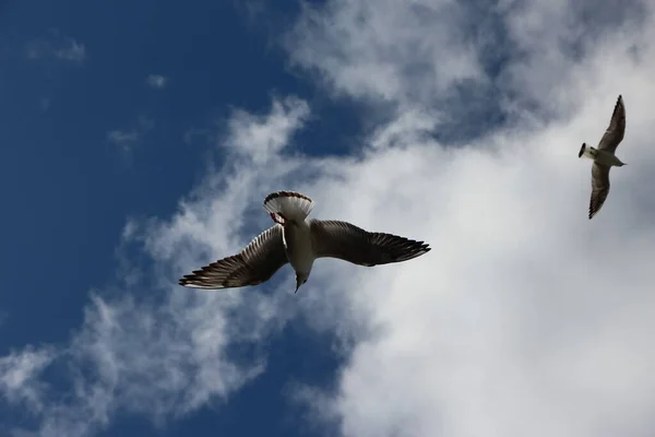 Närbild Flygande Mås Den Blå Himlen — Stockfoto