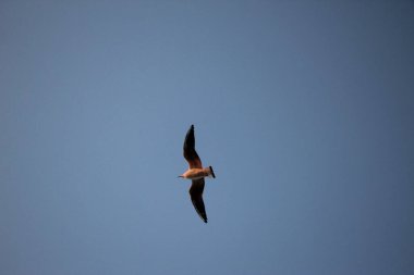 Gün batımındaki martılar güneşten gelen kırmızı bir refleksle gökyüzünde