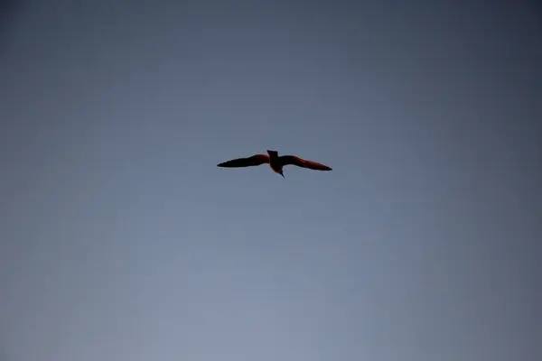 Måsar Solnedgången Himlen Med Röd Reflex Från Solen — Stockfoto