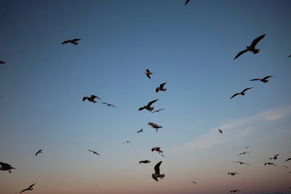 Vida Salvaje Escena Gaviotas Los Cielos Noche Sobre Mar — Foto de Stock