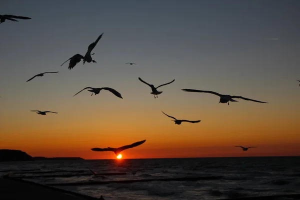 Siluetas Gaviotas Sobre Fondo Del Atardecer Disco Solar Horizonte — Foto de Stock