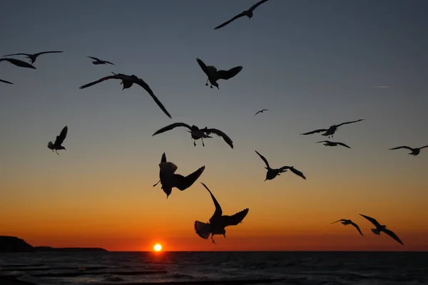 Wilde Szene Von Möwen Sonnenuntergang Himmel Über Dem Meer — Stockfoto