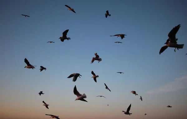 Wildes Leben Mit Möwen Abendhimmel Über Dem Meer — Stockfoto