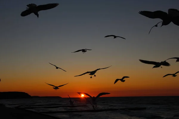 Silhouettes Mouettes Sur Fond Coucher Soleil Disque Solaire Horizon — Photo