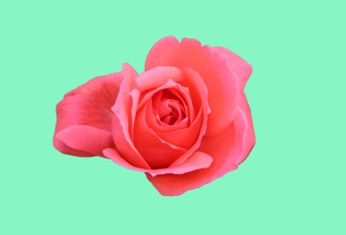 Yumuşak bir turkuaz arka planda izole edilmiş güzel pembe bir gülün ön üstü.