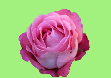 Yumuşak yeşil arka planda izole edilmiş güzel pembe bir gül.