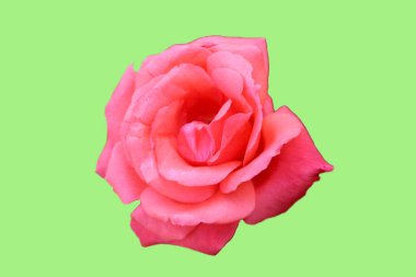 Yumuşak yeşil arka planda izole edilmiş güzel pembe bir gül.