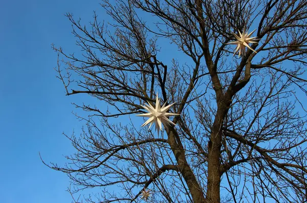 공원에 나무에 크리스마스 스타들 — 스톡 사진