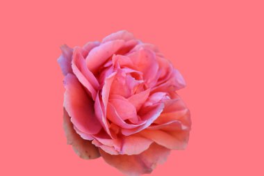 Pembe arka planda izole edilmiş güzel pembe bir gül. 