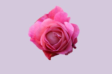 Gri arka planda izole edilmiş güzel pembe bir gülün ön yüzü.