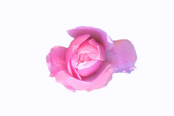 Ront Foto Superior Uma Rosa Bonita Isolado Fundo Branco — Fotografia de Stock