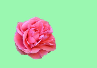 Yumuşak yeşil bir arka planda izole edilmiş güzel pembe bir gül.