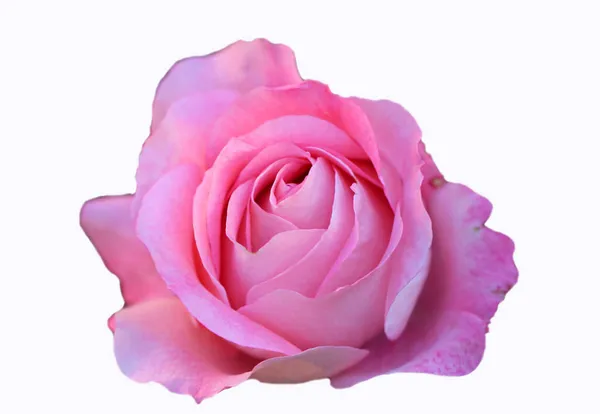 Beautiful Pink Rose Isolated White Background — Stock Photo, Image