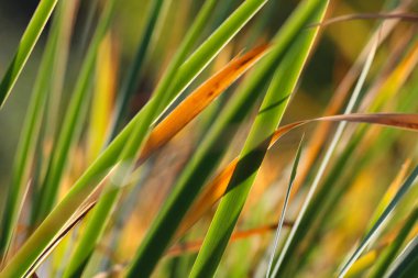 Bir sonbahar botanik bahçesinde doğal bir arkaplan ya da doku olarak seçici bir odak ile çim çekimleri (makro fotoğrafçılık) yakın plan (makro fotoğraf)